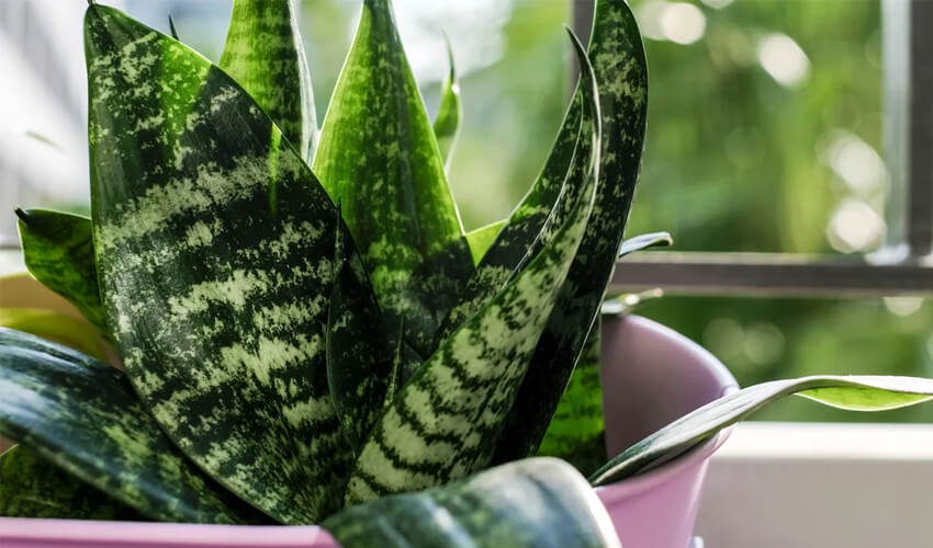 Choosing the Best Plants for Bedroom Decor Snake Plant