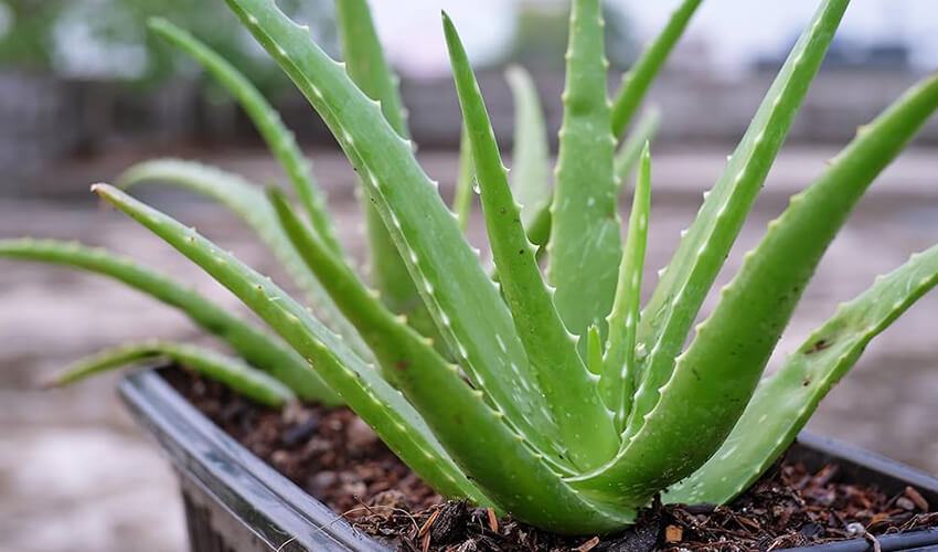 Choosing the Best Plants for Bedroom Decor aloe vera