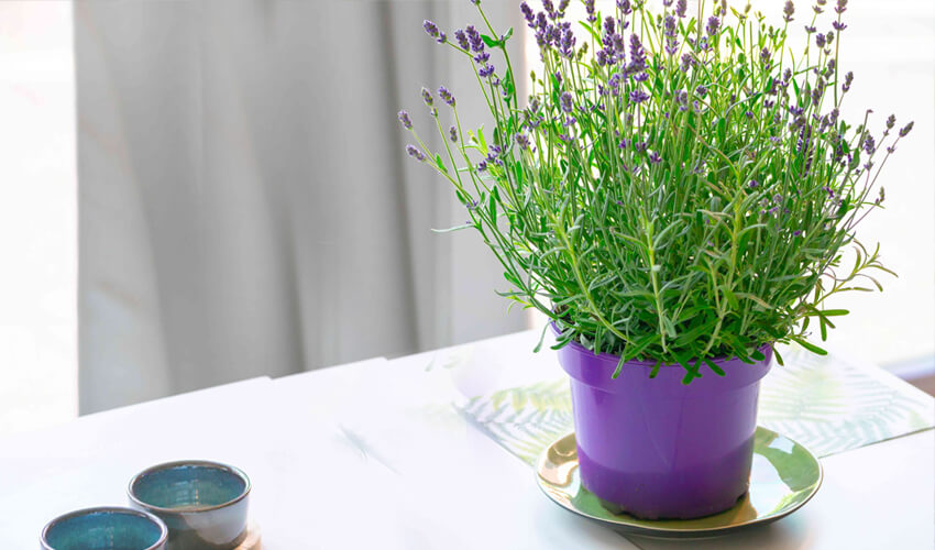 Choosing the Best Plants for Bedroom Decor jasmine