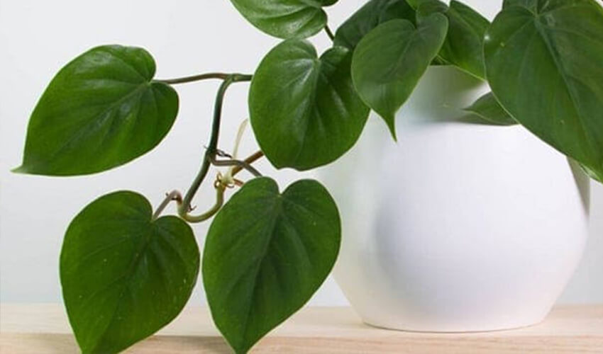 Choosing the Best Plants for Bedroom Decor heart leaf