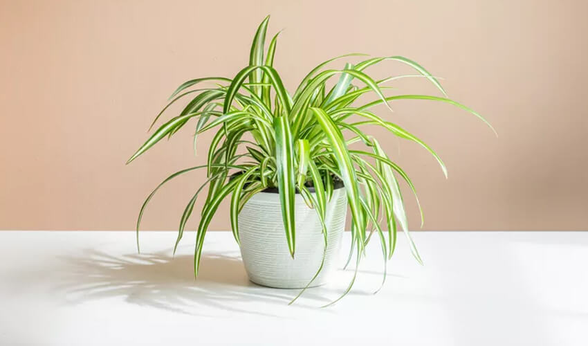Choosing the Best Plants for Bedroom Decor spaider plant